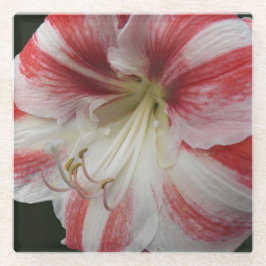 Amaryllis, rot und weiß gestrichen glasuntersetzer