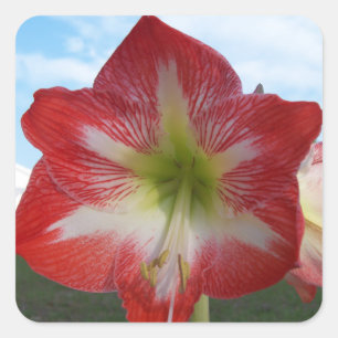 Amaryllis, rot-weiß MegaStar2 Quadratischer Aufkleber