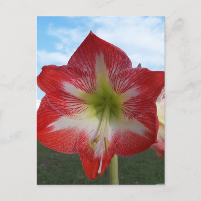 Amaryllis rot-weiß MegaStar Postkarte (Vorderseite)