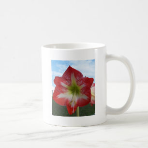 Amaryllis rot-weiß MegaStar Tasse
