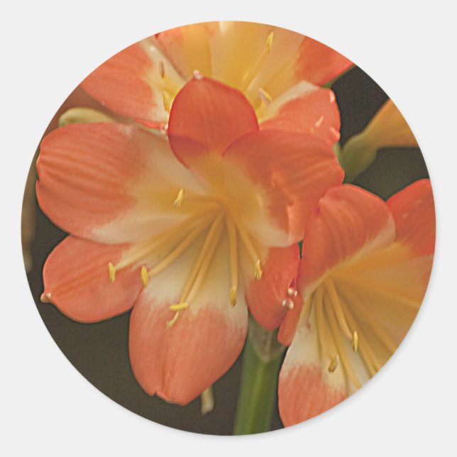 Amaryllis Runder Aufkleber (Vorderseite)