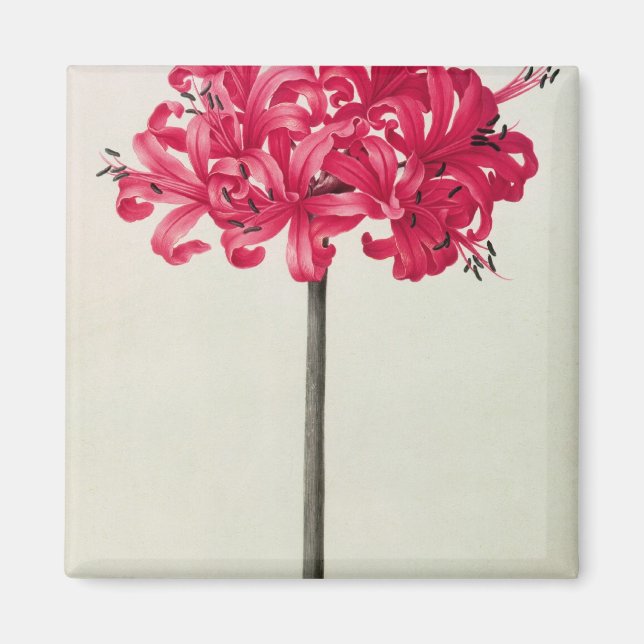 Amaryllis Sarniensis oder Narcissus Magnet (Vorne)