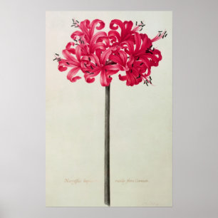 Amaryllis Sarniensis oder Narcissus Poster