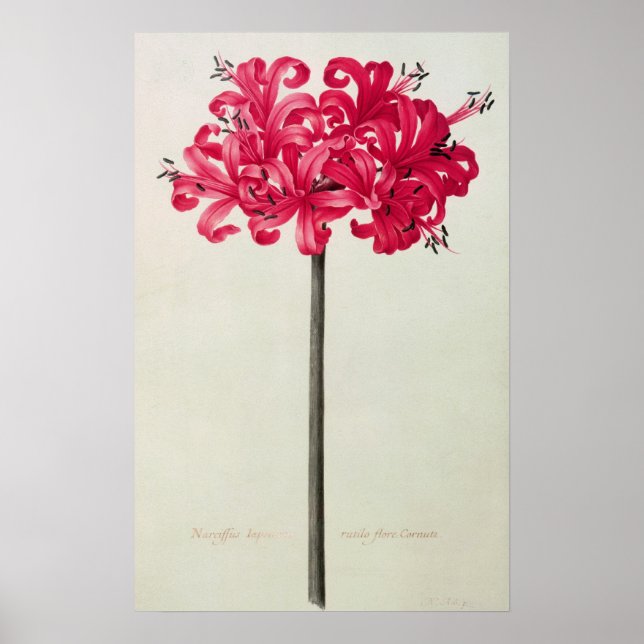 Amaryllis Sarniensis oder Narcissus Poster (Vorne)