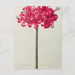 Amaryllis Sarniensis oder Narcissus Postkarte