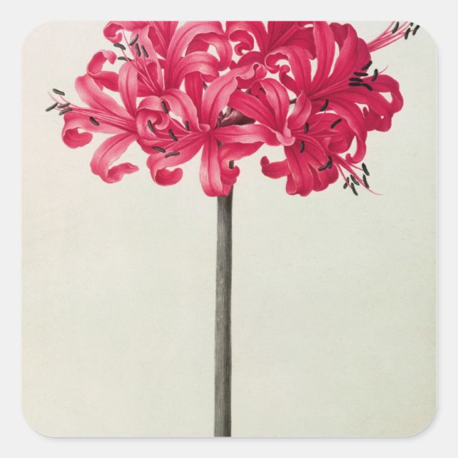 Amaryllis Sarniensis oder Narzisse Quadratischer Aufkleber (Vorderseite)