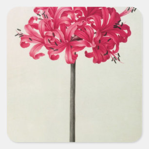 Amaryllis Sarniensis oder Narzisse Quadratischer Aufkleber