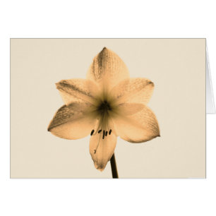 Amaryllis sepia