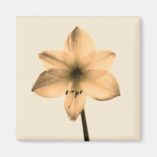 Amaryllis sepia magnet