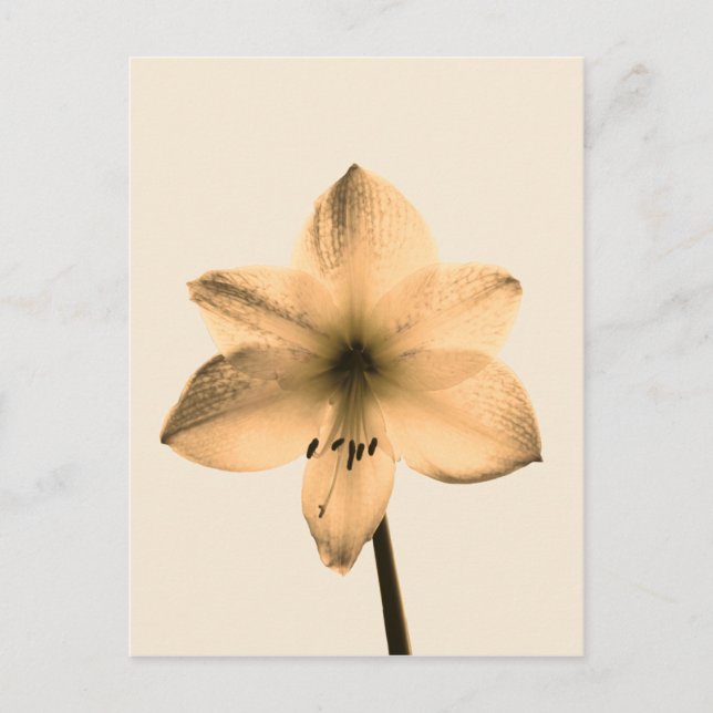 Amaryllis sepia postkarte (Vorderseite)