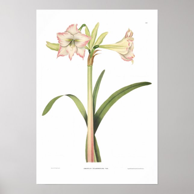Amaryllis solandriflora poster (Vorne)