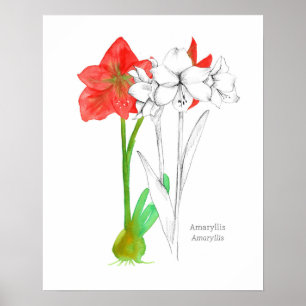 Amaryllis Sprache der Blume Botanische Pflanze Kun Poster