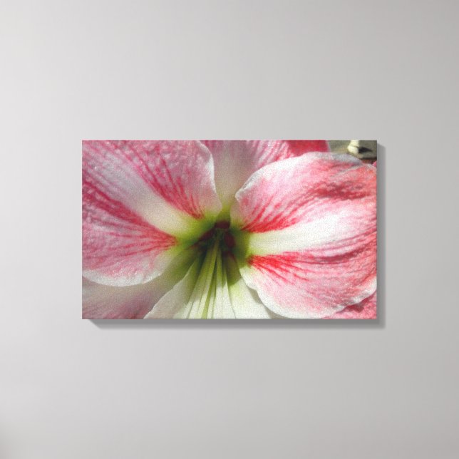 Amaryllis Stretched Canvas Print Leinwanddruck (Vorderseite)