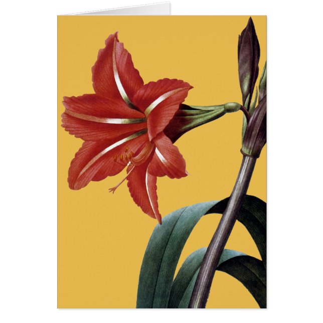 Amaryllis Striped (Vorne)