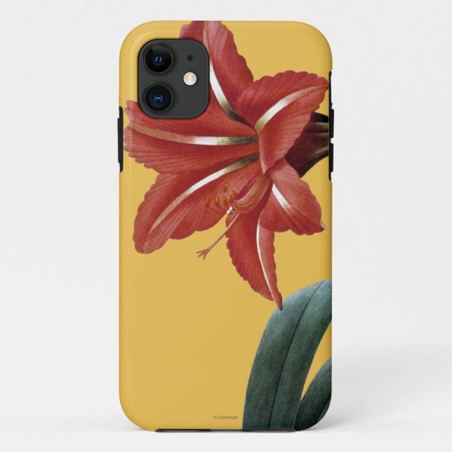 Amaryllis Striped Case-Mate iPhone Hülle (Rückseite)