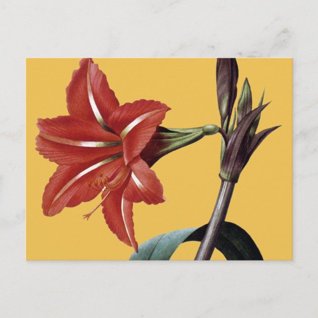 Amaryllis Striped Postkarte (Vorderseite)
