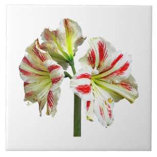 Amaryllis Sydney Fliese