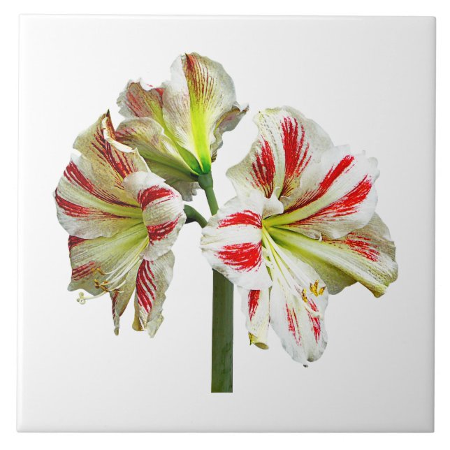 Amaryllis Sydney Fliese (Vorderseite)