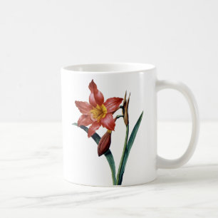 Amaryllis Tasse