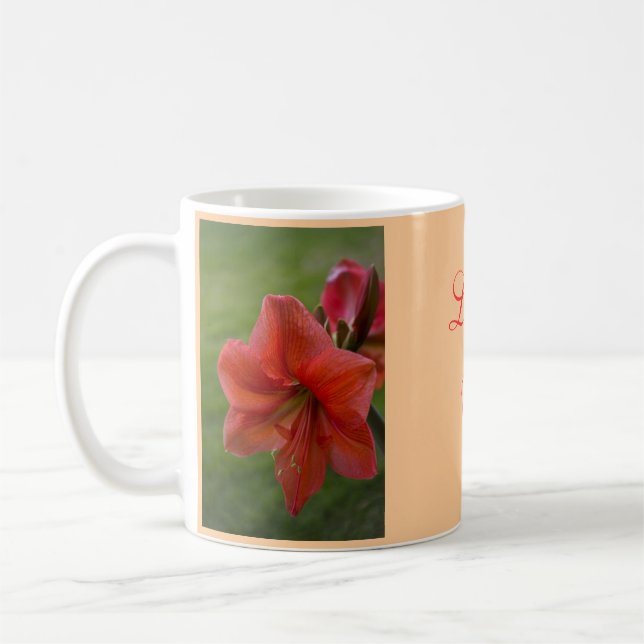 Amaryllis Tasse (Links)