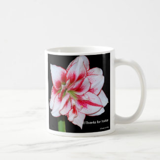 Amaryllis-Tasse Kaffeetasse