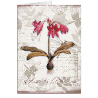 Amaryllis-Tollkirsche