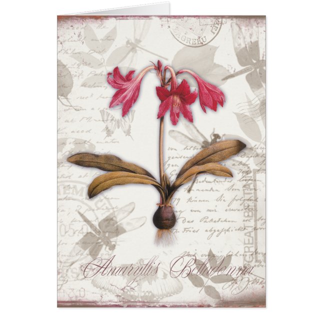 Amaryllis-Tollkirsche (Vorne)