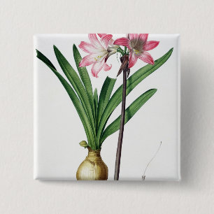 Amaryllis-Tollkirsche, von "Les Liliacees", engrav Button