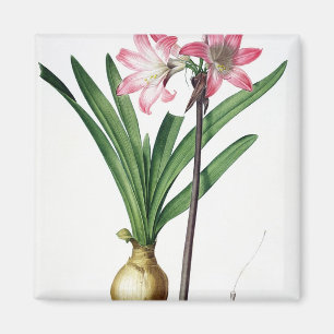 Amaryllis-Tollkirsche, von "Les Liliacees", engrav Magnet