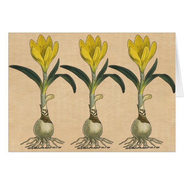 Amaryllis Tulip Botanischer Garten Blume (Vorderseite (Horizontal))