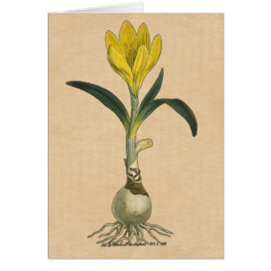 Amaryllis Tulip Botanischer Garten Blume