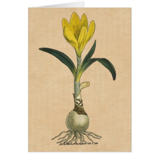 Amaryllis Tulip Botanischer Garten Blume (Vorne)