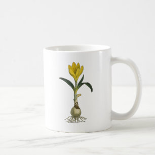Amaryllis Tulip Botanischer Garten Blume Kaffeetasse