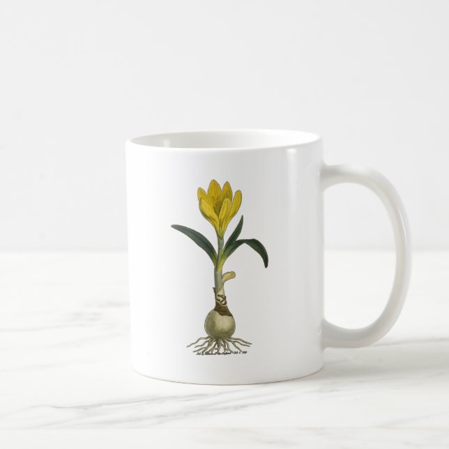 Amaryllis Tulip Botanischer Garten Blume Kaffeetasse (Rechts)