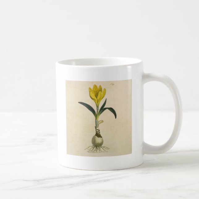 Amaryllis Tulip Botanischer Garten Blume Kaffeetasse (Rechts)