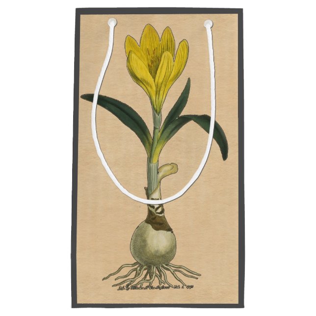 Amaryllis Tulip Botanischer Garten Blume Kleine Geschenktüte (Vorderseite)