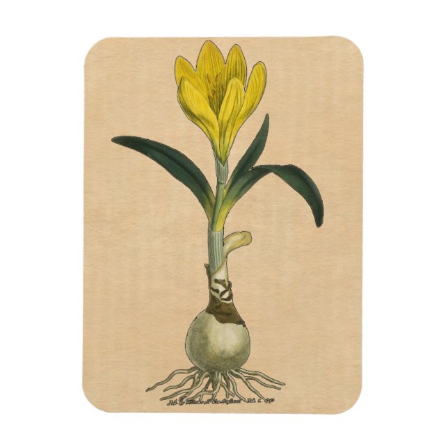 Amaryllis Tulip Botanischer Garten Blume Magnet (Vertikal)