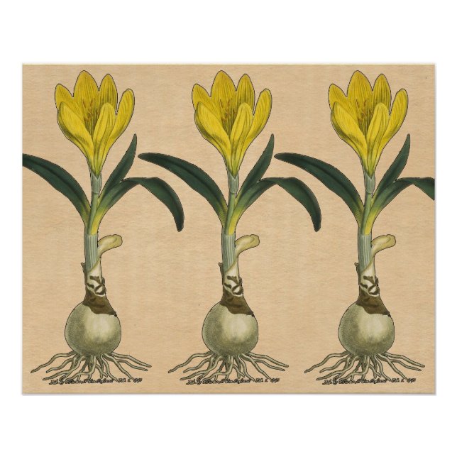 Amaryllis Tulip Botanischer Garten Blume Poster (Vorderseite)