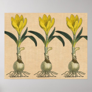 Amaryllis Tulip Botanischer Garten Blume Poster