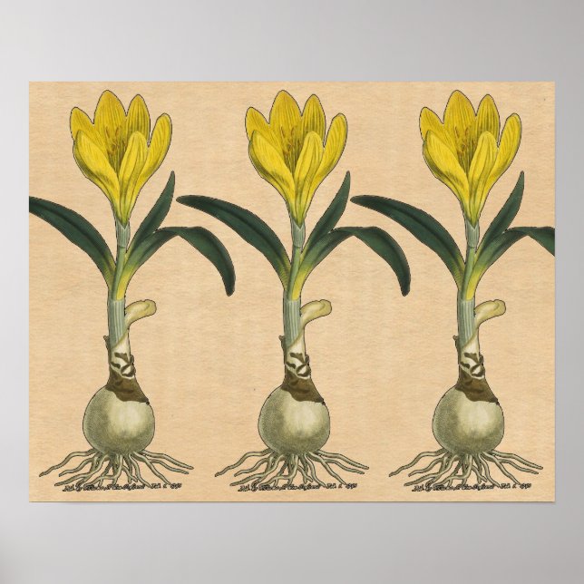 Amaryllis Tulip Botanischer Garten Blume Poster (Vorne)
