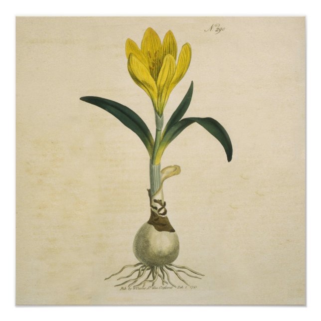 Amaryllis Tulip Botanischer Garten Blume Poster (Vorderseite)