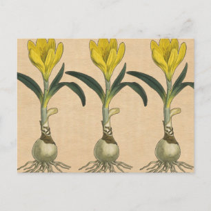 Amaryllis Tulip Botanischer Garten Blume Postkarte