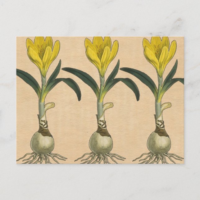 Amaryllis Tulip Botanischer Garten Blume Postkarte (Vorderseite)