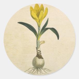 Amaryllis Tulip Botanischer Garten Blume Runder Aufkleber