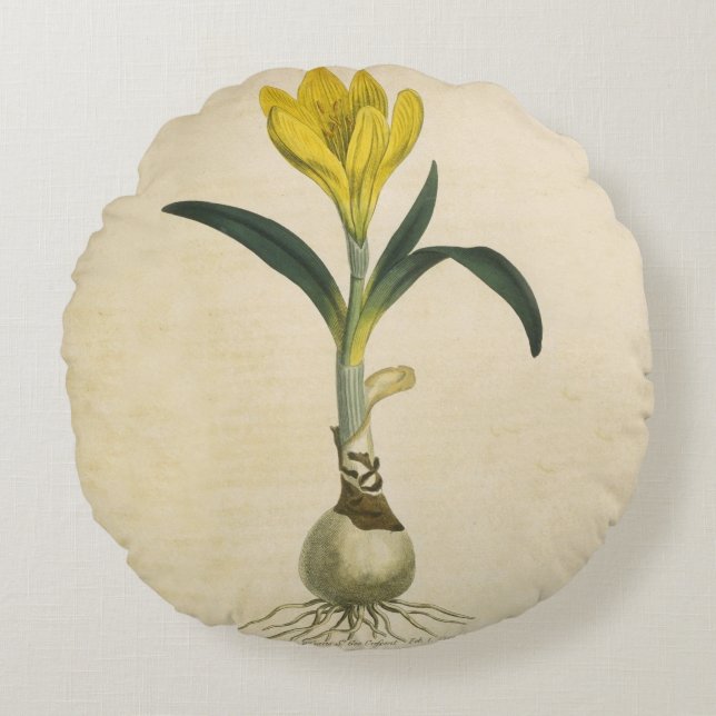 Amaryllis Tulip Botanischer Garten Blume Rundes Kissen (Vorderseite)