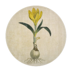 Amaryllis Tulip Botanischer Garten Blume Schneidebrett