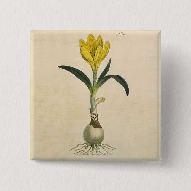 Amaryllis-Tulpe-Botanischer Garten-Blume Button (Vorderseite)