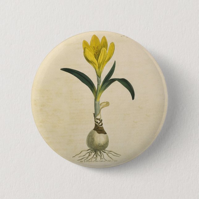 Amaryllis-Tulpe-Botanischer Garten-Blume Button (Vorderseite)