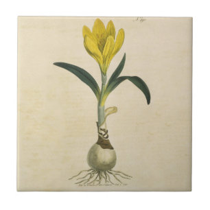 Amaryllis-Tulpe-Botanischer Garten-Blume Fliese