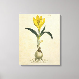 Amaryllis-Tulpe-Botanischer Garten-Blume Leinwanddruck
